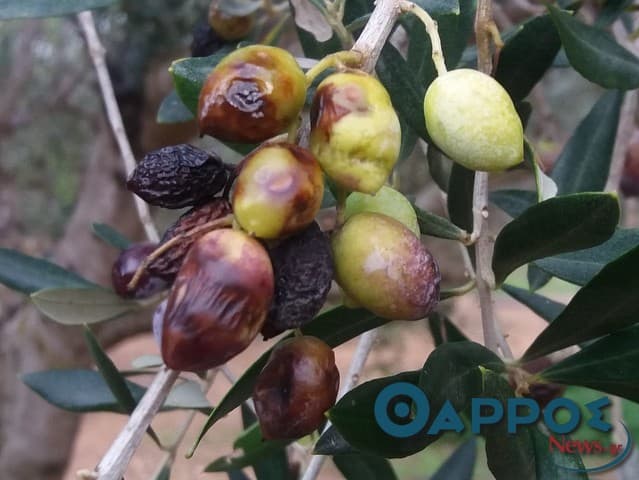 Φωτογραφία Γλοιοσπόριο (Ανθράκωση)