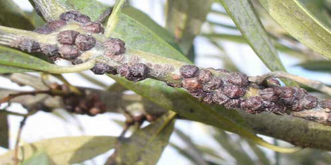 Φωτογραφία Λεκάνιο