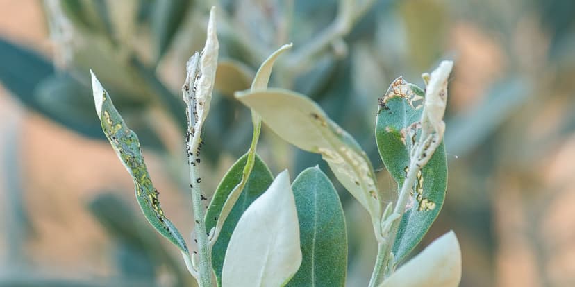 Φωτογραφία Μαργαρόνια