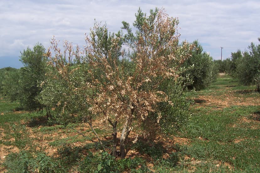 Φωτογραφία Βερτισίλλιο